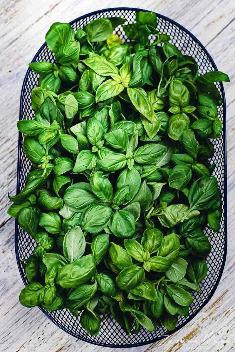 Pesto Recipe with freshly picked Basil leaves in a basket