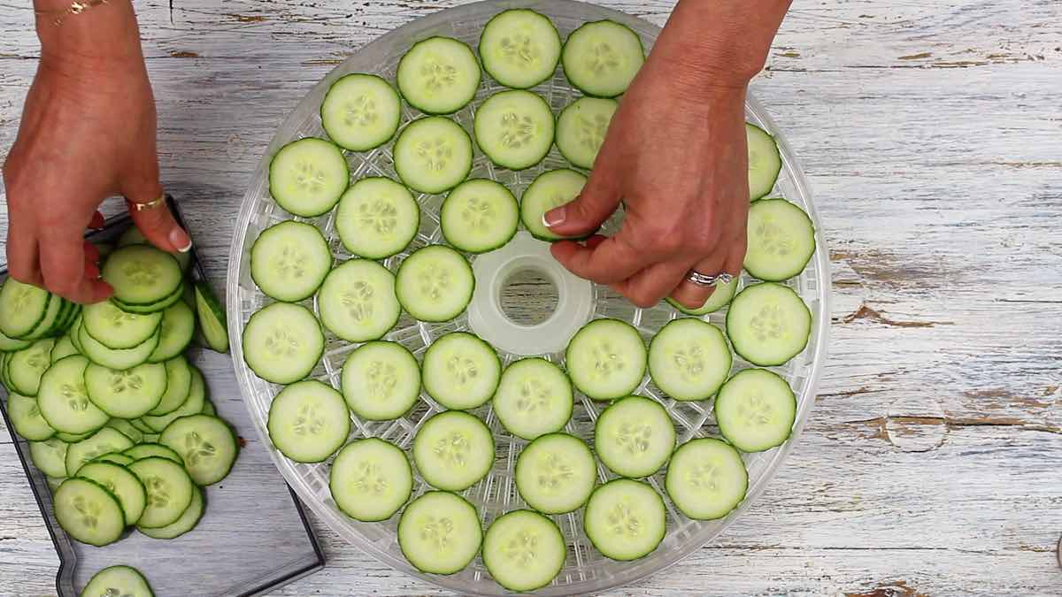 Dehydrating Cucumbers placing slices onto a dehydrator tray.