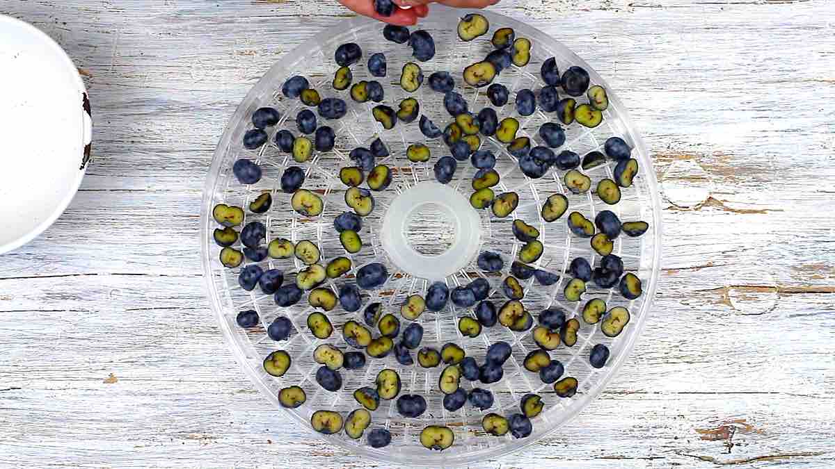Dried Blueberries Recipe ready to dry.