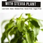 Stevia pot with fresh leaves.