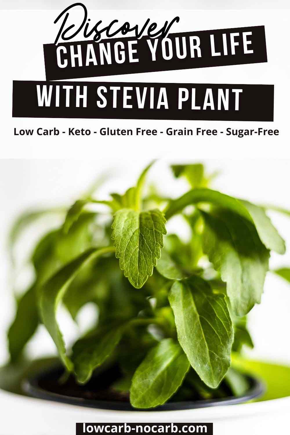 Stevia pot with fresh leaves.
