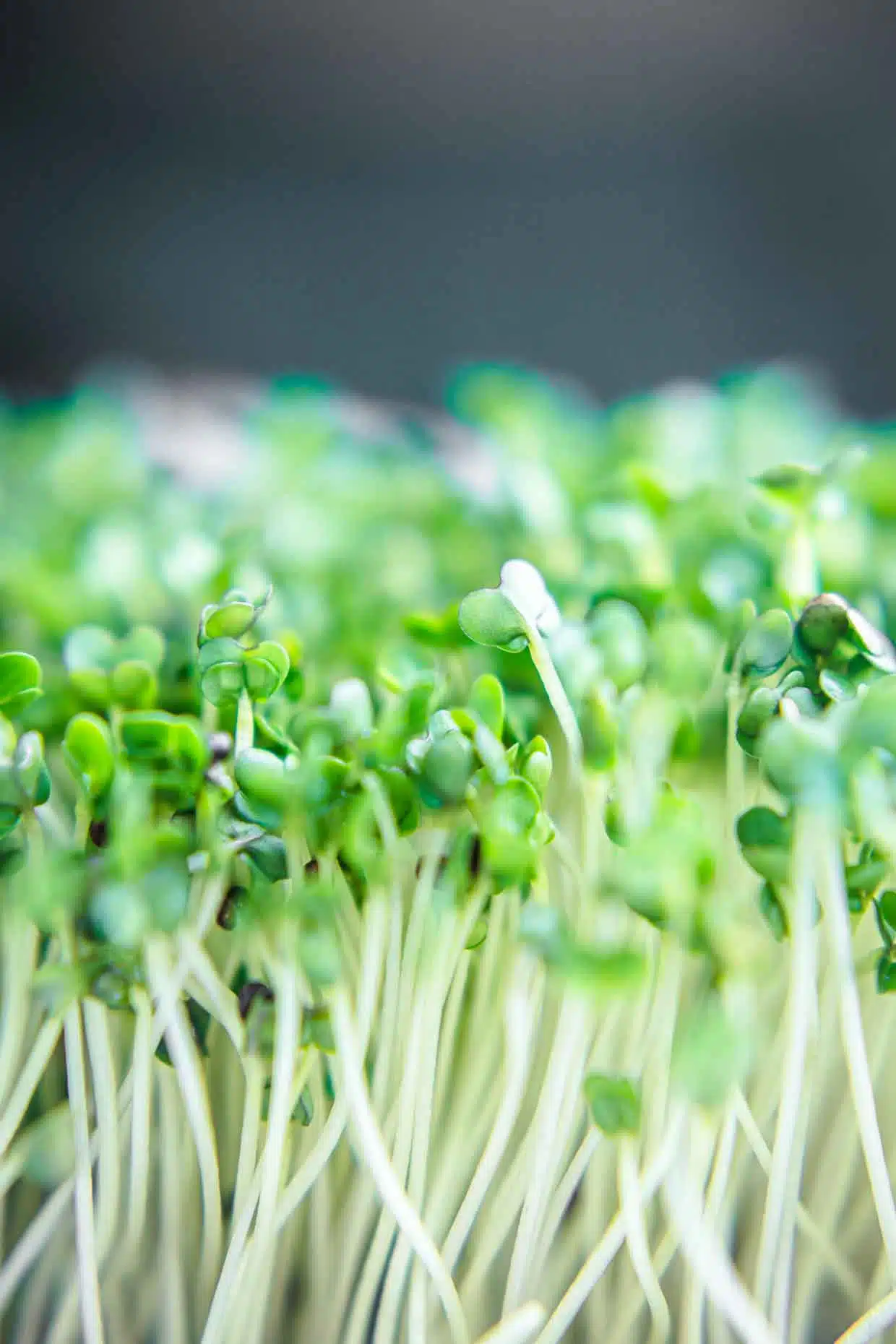 Growing broccoli sprouts close up of greens.