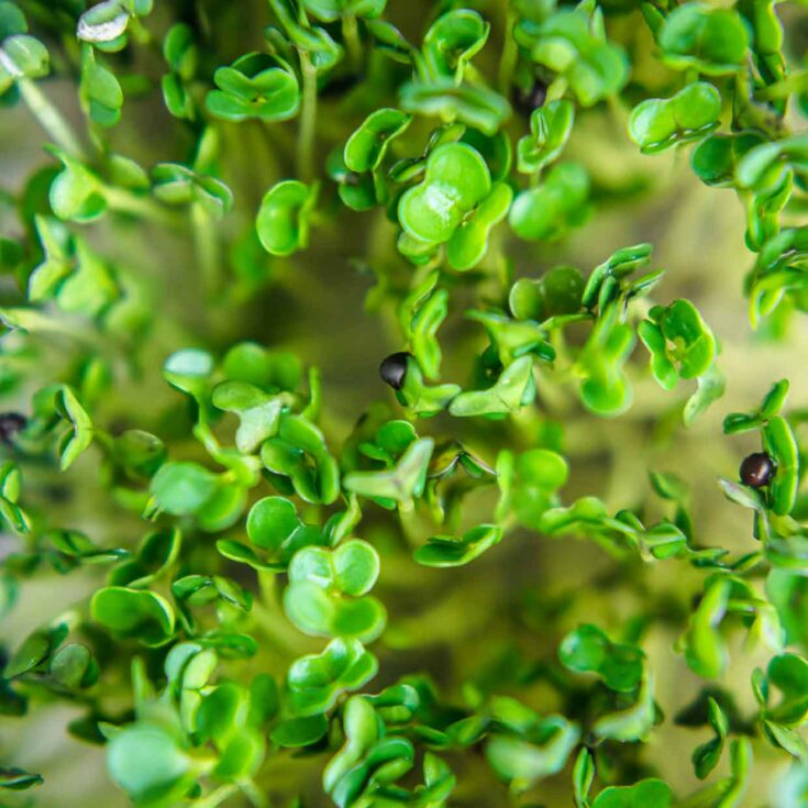 How to grow microgreens close image of greens.