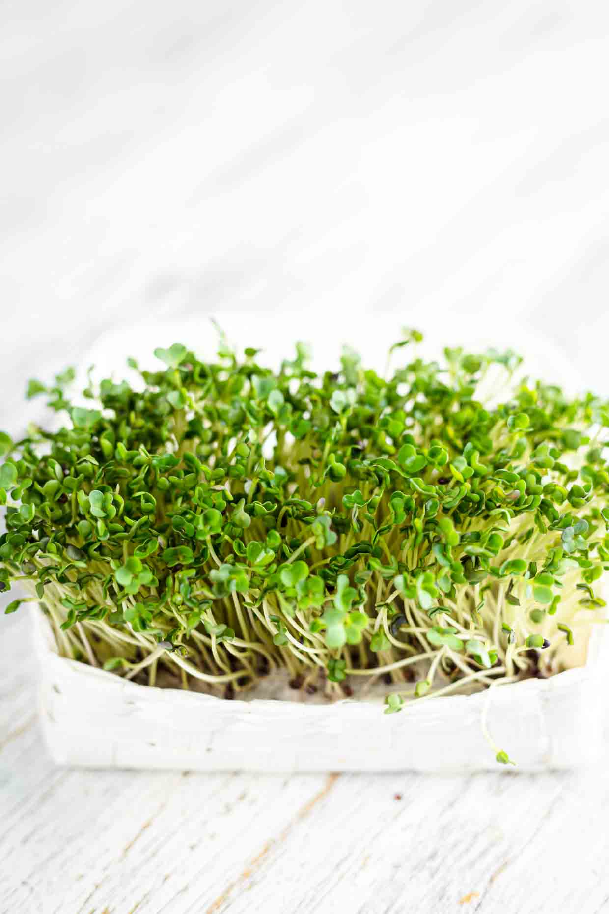 How to grow microgreens ready to harvest.