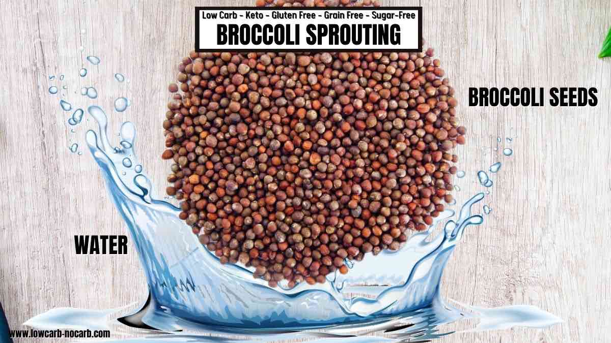 How to grow broccoli sprouts ingredients needed.