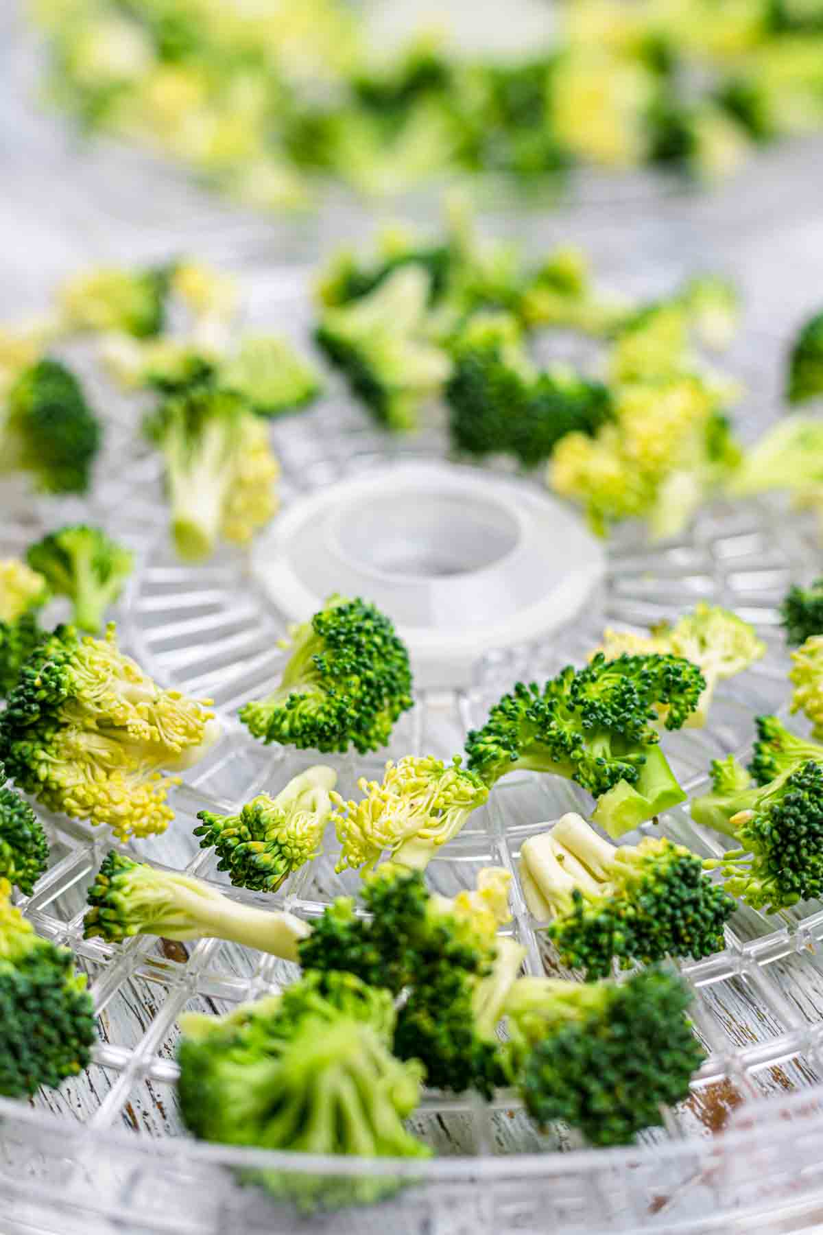 Dehydrated broccoli chips close up.