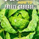 Cabbage with the text discover how to freeze cabbage.